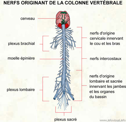 Sch ma Colonne Vert brale Nerfs YZIP